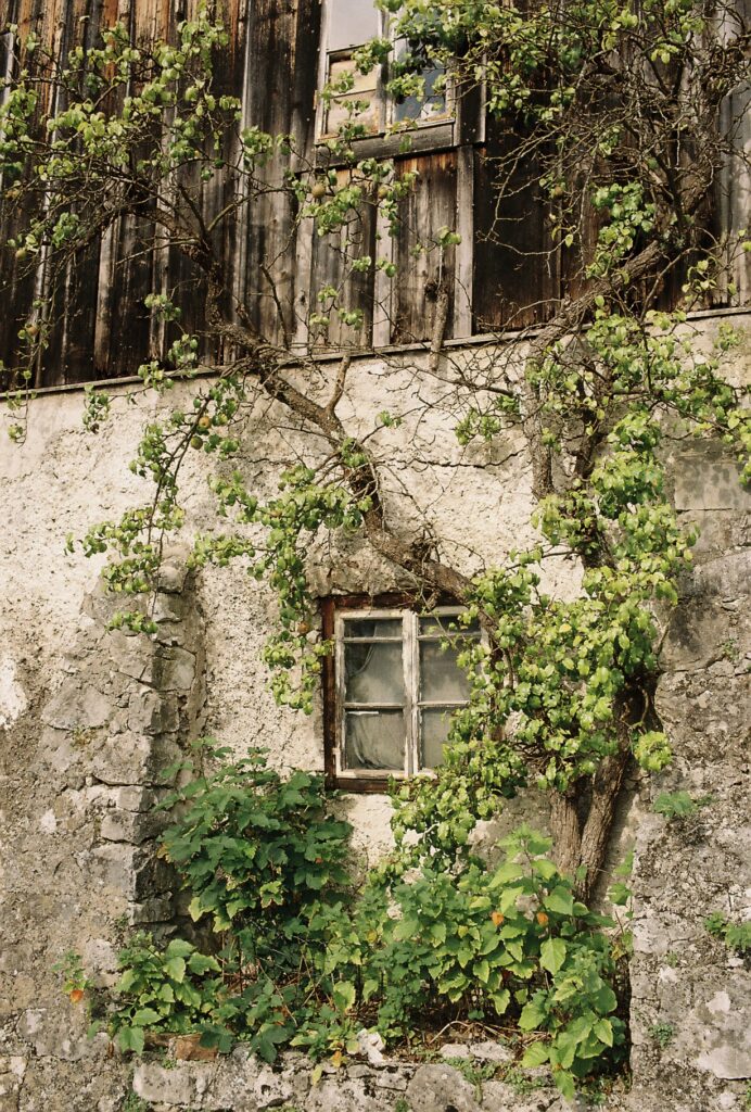 Film Photograph / Arden McLeod