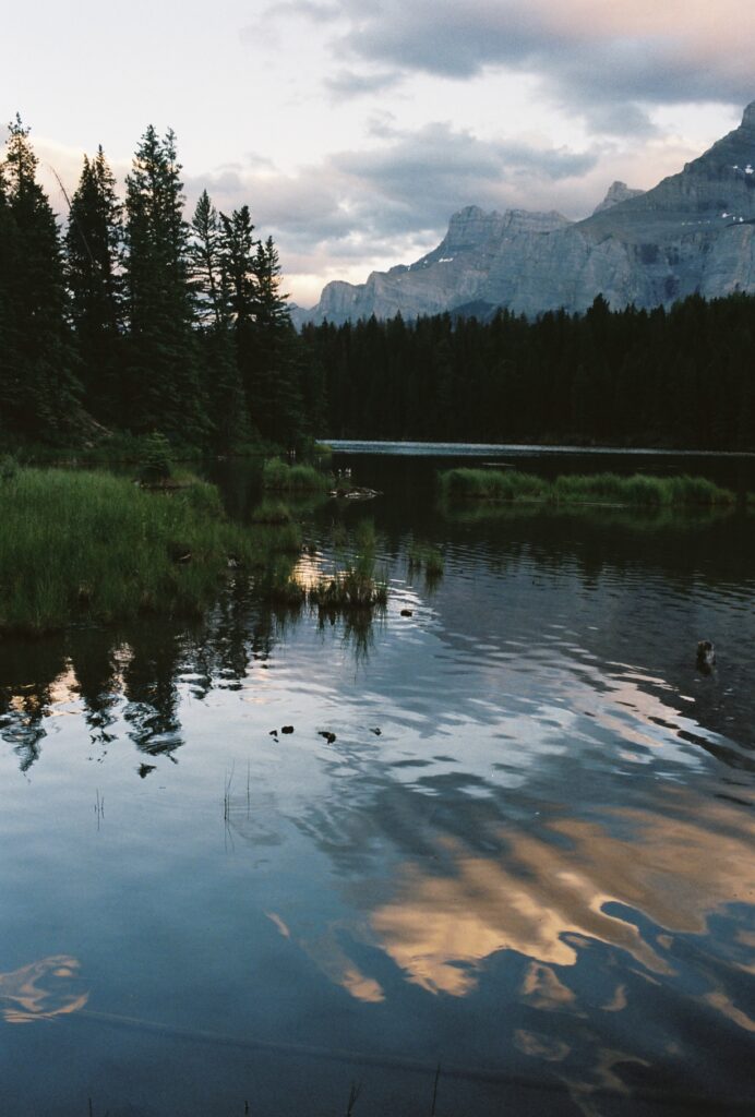 Film Photograph / Arden McLeod